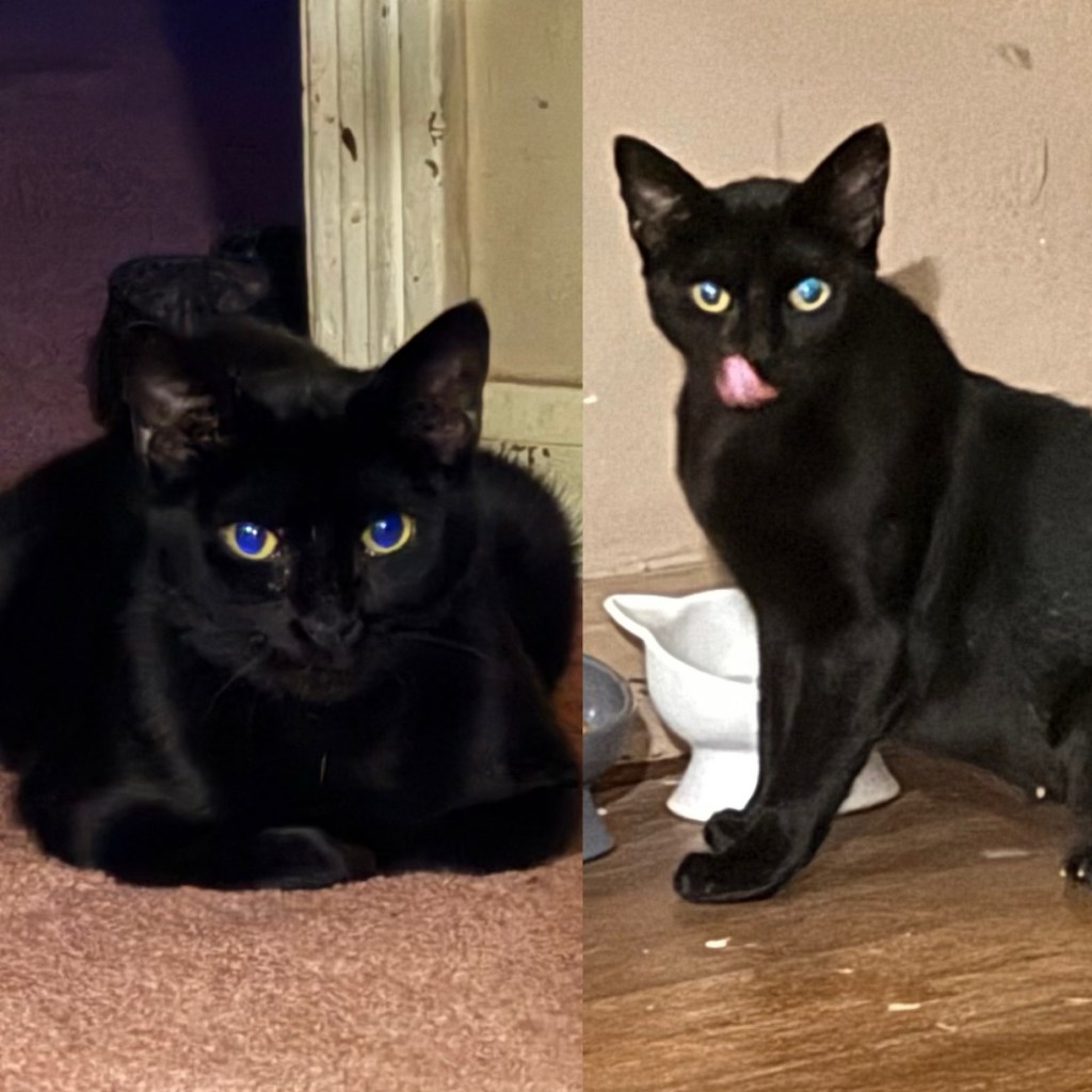 Fluffy Fun and YOP Week&nbsp;7